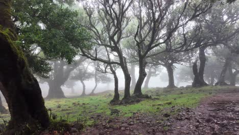 Slow-motion-of-Mystical-fanal-forest-landscape,-Madeira-Island