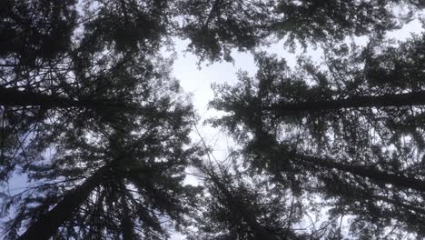 Branches-of-trees-stretch-outward-forming-tangled-canopy-obscuring-the-sky