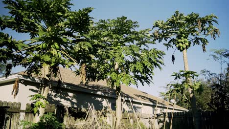 Beautiful-shot-of-3-papaya-trees-in-the-distance-full-with-papayas-leaves-blowing-with-blue-sky-and-summer-weather