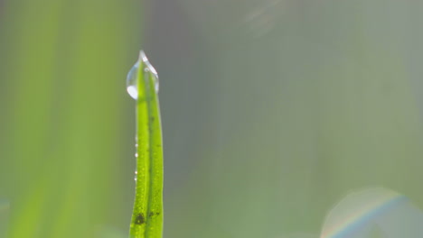 Gota-De-Rocío-En-La-Hoja,-Macro,-Verde,-Luz-Del-Sol