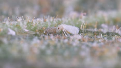 Whitefly-Feeding-on-Underside-of-Leaf