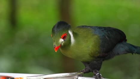 White-cheeked-turaco-with-vibrant-plumage,-perched-on-the-edge-of-feeder-bowl,-feeding-on-fruits-at-daytime,-close-up-shot