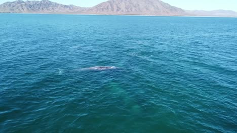 Una-Ballena-Gris-En-Las-Aguas-Azules-De-Baja-California-Sur,-México,-Vista-Aérea