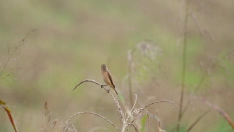 La-Cámara-Hace-Zoom-Mientras-Esta-Ave-Se-Balancea-Sobre-Una-Planta-Seca-Mientras-Mira-Hacia-La-Izquierda,-Amur-Stonechat-O-Stejneger&#39;s-Stonechat-Saxicola-Stejnegeri,-Tailandia