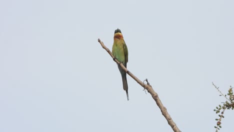 Bee-eater-bird-in-tree--relaxing-