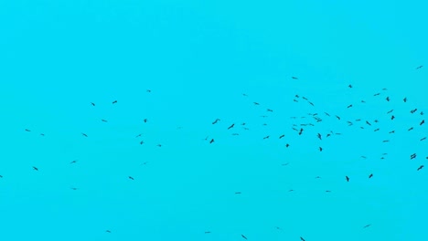 Schwarm-Zugvögel-Kreisen-Am-Blauen-Himmel