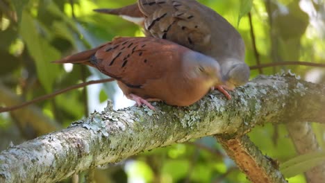 Par-De-Palomas-Terrestres-Rojizas-Posadas-En-Los-Bosques-De-México