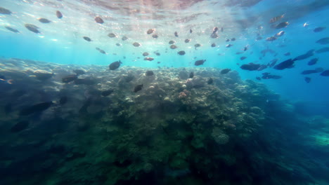 Swarm-Of-Fishes-Swimming-On-Reef-Under-The-Red-Sea-In-Sharm-El-Sheikh,-Egypt