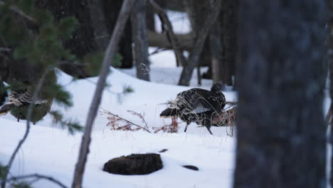 A-flock-of-wild-female-turkeys-walk-through-snow-covered-forest-in-slow-motion