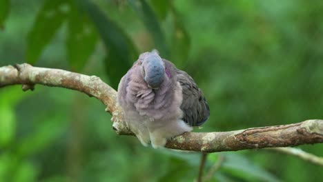 Wild-eared-dove,-zenaida-auriculata-with-puff-up-plumage,-perch-and-roost-on-the-tree-branch,-wondering-around-the-surroundings,-preening-and-grooming-its-feathers,-close-up-shot