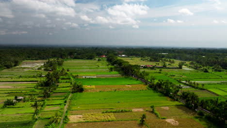 Vogelperspektive-Auf-Leuchtend-Grüne-Reisfelder-In-Indonesien