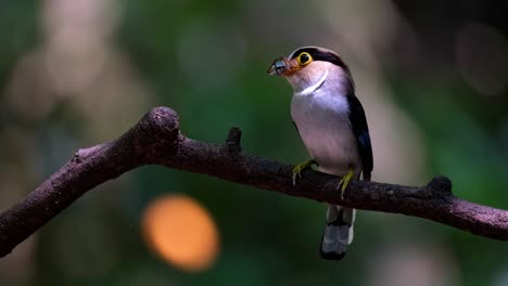 Seen-with-a-big-spider-in-its-mouth-as-she-looks-around-while-perched-beautifully,-Silver-breasted-Broadbill-Serilophus-lunatus,-Thailand