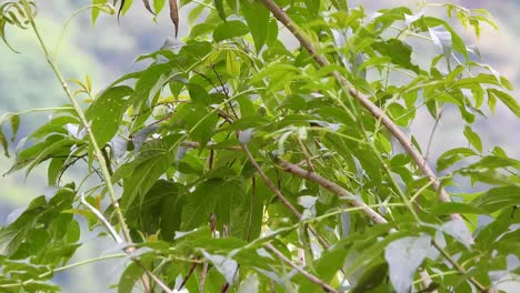 Blue-Necked-Tanager-Nature-Natural-Habitat-Perched-In-Tree-Before-Flying-Off