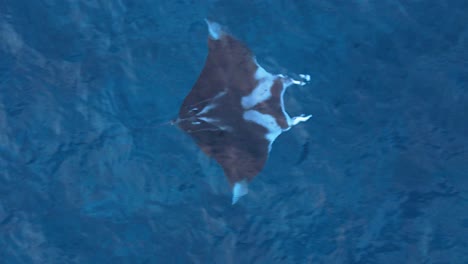 Manta-ray-glides-across-open-clear-ocean-water-in-Caribbean,-top-down-overview