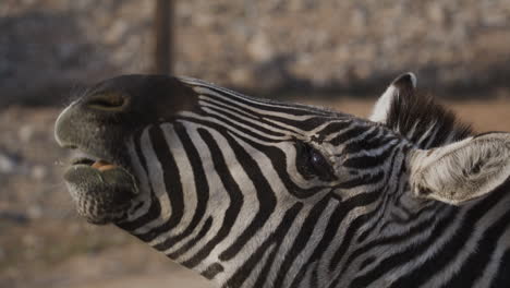Nahaufnahme-Eines-Rufenden-Zebras
