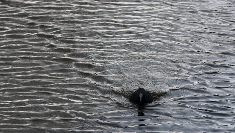 Blässhuhn-Schwimmt-Im-Wasser