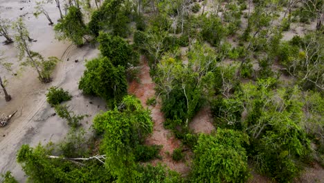 Low-Aerial-Shot-of-Mangrove-Forest-Along-Lebur-Char-Beach,-Bangladesh
