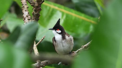 Red-whiskered-bulbul,-pycnonotus-jocosus-with-red-cheek,-perched-on-tree-branch-in-its-natural-habitat,-curiously-looking-and-wondering-around-its-surrounding-environment,-close-up-shot