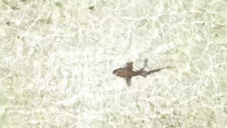 Aerial-overview-of-lemon-shark-in-shallow-sandy-clear-tropical-waters-of-Los-Roques-Venezuela