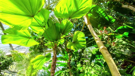 Fan-palm-leaves-exhibits-lush-foliage-and-a-graceful-trunk-in-outdoor-settings