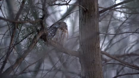 A-northern-saw-whet-owl-watches-as-a-cardinal-lands-on-a-nearby-branch