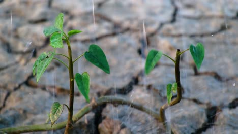 Regen-Durchnässt-Frisches-Neues-Pflanzenwachstum-Gegen-Dürre-Rissiges-Land