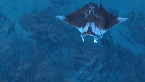 Closeup-top-down-tracking-follows-manta-ray-gliding-in-stunning-turquoise-blue-ocean-water