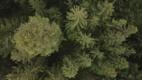 Aerial-of-a-fir-tree-forest