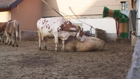 Wide-shot-of-Simmental-cows-cleaning-other-cow,-Austrian-farm,-static-shot,-day