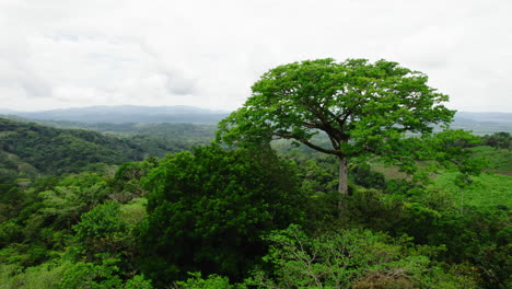 órbita-Disparada-Alrededor-De-Un-árbol-De-Hoja-Caduca-En-La-Cima-De-Una-Colina