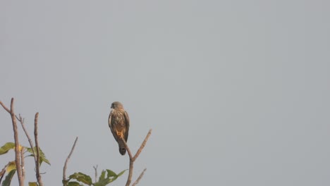 Falcon-relaxing-on-tree---for-hunt-