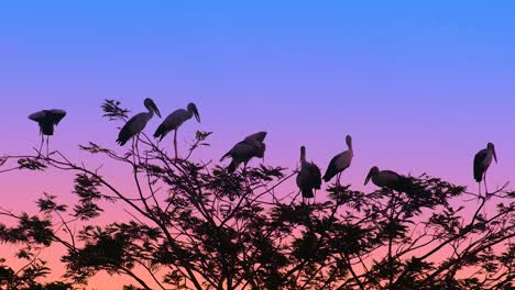 Stork-birds-perched-on-tree-branches-at-dusk-with-vibrant-twilight-sky