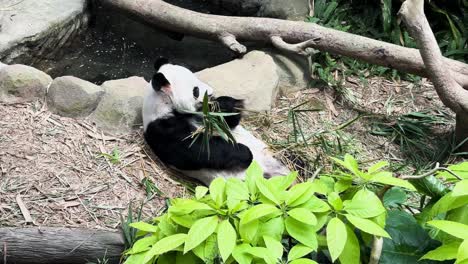 Oso-Panda-Perezoso-Comiendo-Bambú-Verde-En-Un-Parque-Zoológico