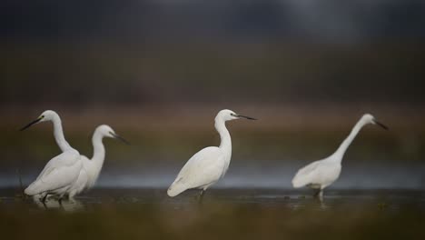 Bandada-De-Garcetas-Pequeñas-En-El-Lado-Del-Lago