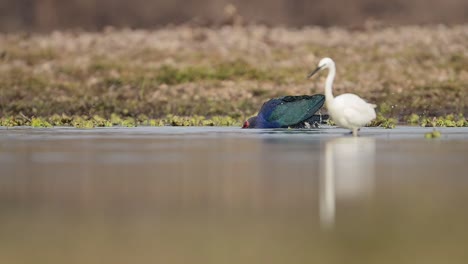 El-Calamón-Encapuchado-Gris-Tomando-Baño-De-Pájaros-En-El-Lago