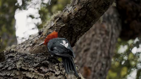 Magellanic-Woodpecker-Feeding-On-Tree-In-Tierra-del-Fuego,-Argentina---Close-Up