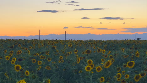 Montaña-Rocosa-Puesta-De-Sol-Campo-De-Girasol-Granja-Frente-Llanuras-Horizonte-Nubes-Temprano-Naranja-Noche-Pintoresco-Denver-Colorado-Aeropuerto-Internacional-Norteamericano-Estados-Unidos-Kansas-Nebraska-Lento-Pan-Derecha