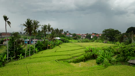 Reisfelder-In-Asien
