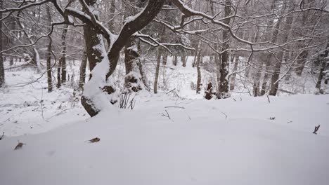 Snow-covered-forest-floor-with-bare-trees-in-a-tranquil-winter-setting,-light-snowfall,-calm-and-serene