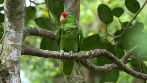 Red-crowned-amazon,-amazona-viridigenalis-perched-on-branch-amidst-a-forest,-preening-and-grooming-its-wing-feathers,-scratching-head-with-its-foot-claw,-close-up-shot-of-an-endangered-bird-species