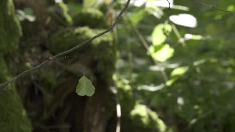 Grünes-Blatt-Hängt-An-Spinnennetz-Licht-Sonnenlicht-Statisch