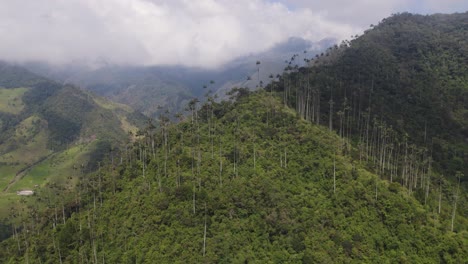 Luftaufnahme-Von-Wachspalmen-Im-Nebligen-Cocora-Tal,-Kolumbien