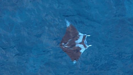 Closeup-aerial-tracking-follows-manta-ray-flapping-wings-swimming-in-clear-Caribbean-blue-ocean-water