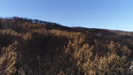 Bosque-Dañado-Después-Del-Incendio-Vista-Aérea