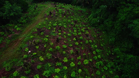 High-angle-view-of-cocoa-plantation-in-tropical-forest