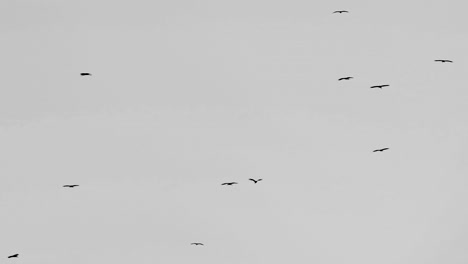 Migratory-birds-flying-on-grey-sky-background