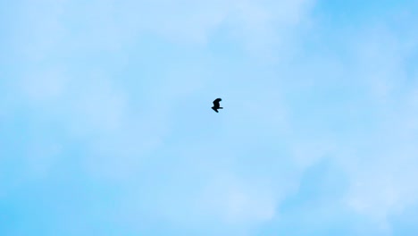 Lonely-beautiful-eagle-hawk-flying-moving-wings-in-light-blue-sky
