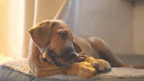 Cute-2-month-old-Rhodesian-ridgeback-puppy-chewing-on-a-dog-treat