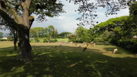 Vacas-Aéreas-Pastando-En-Pastos-Bajo-Un-árbol