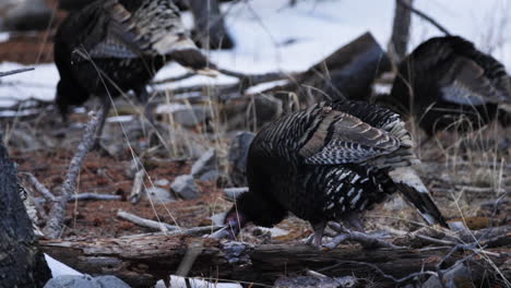 A-flock-of-wild-female-turkeys-walk-along-a-snow-covered-forest-in-slow-motion,-pecking-for-food